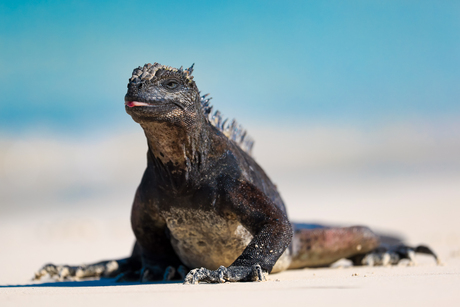 Galapagos Iguana op het strand