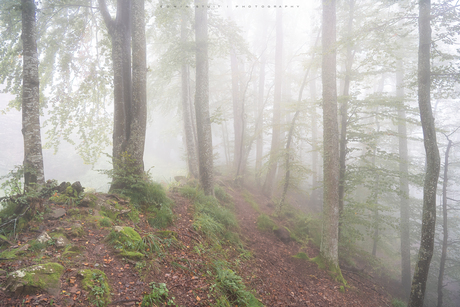 Misty trees