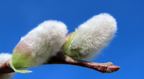 donzige wilgenkatjes