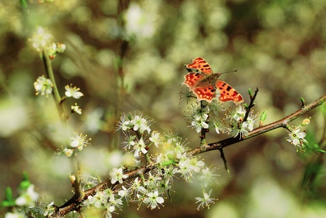 Vlinder in de zon