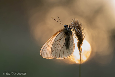 Groot geaderd witje bij zonsopgang