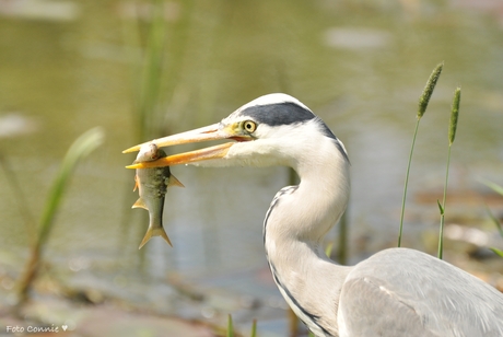 Reiger
