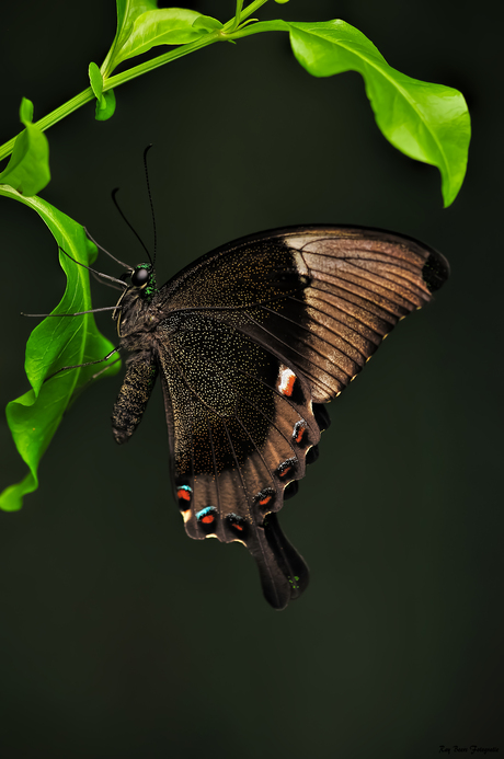 Papilio paris Linnaeus