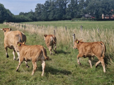 Mama koe en haar kalven 