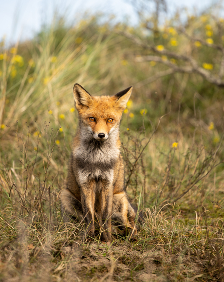 Jonge vos in de duinen.