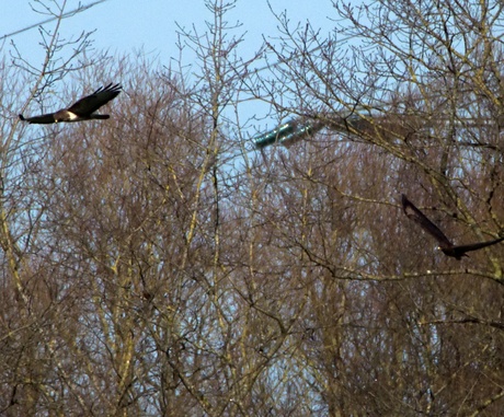 roofvogels welke ?