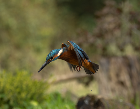 Ijsvogel op jacht 