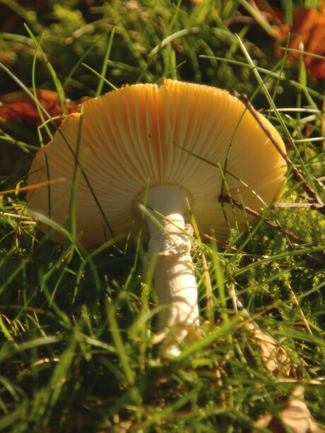 gebroken maar zo mooi!