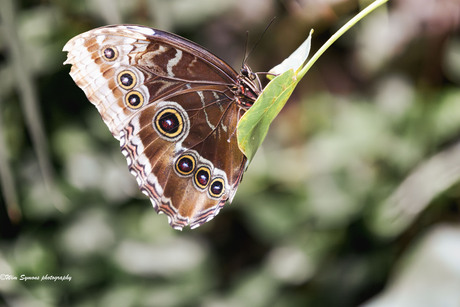 Blauwe Morpho