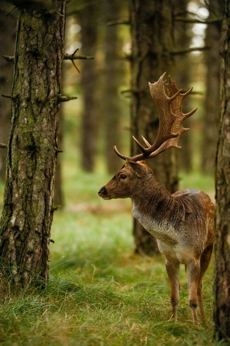 Hert in het bos