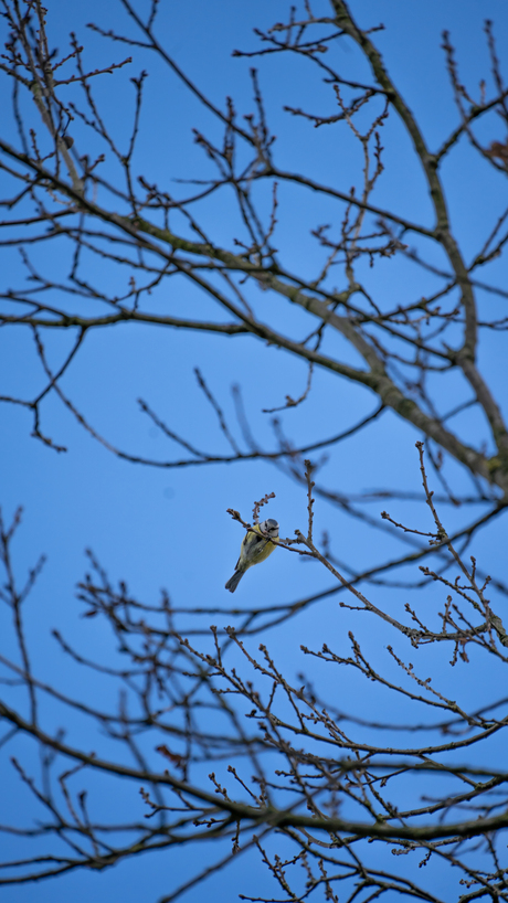 Pimpelmeesje boven in de boom