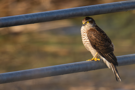 je ziet me wel maar hoort me niet