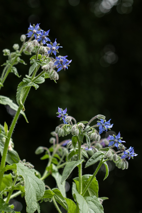 Borage