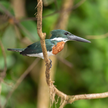 Amazoneijsvogel