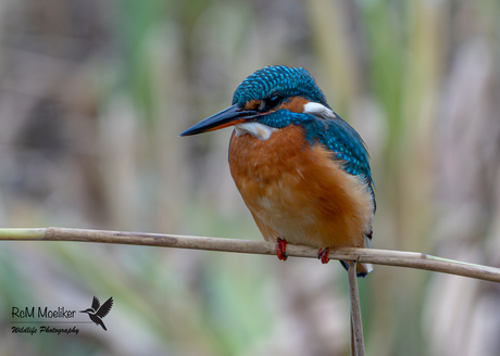 De IJsvogel.