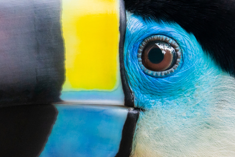 Channel-billed toucan