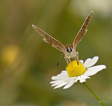 Pontificaal frontaal......