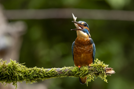 Ijsvogel, lekker hapje