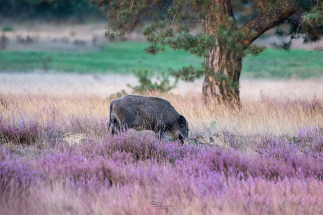 Everzwijn met jongen in paarse heide