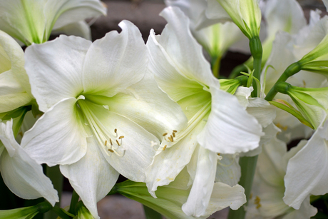 amaryllis