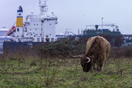 Schotse hooglander op landtong Rozenburg