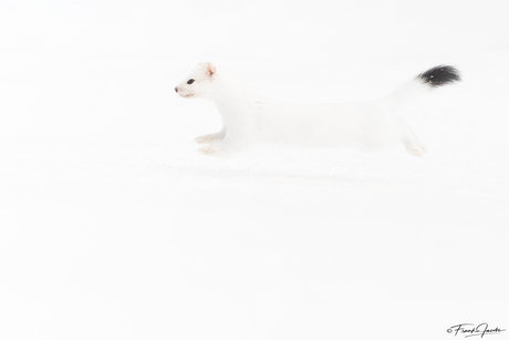 Sausage Ermine