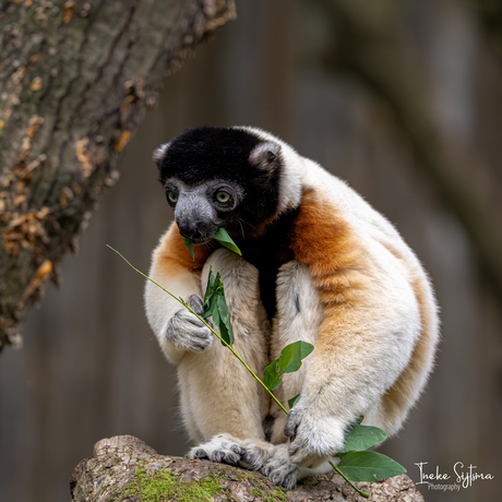 Kroonsifaka