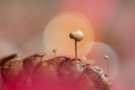 Herfst sfeer.