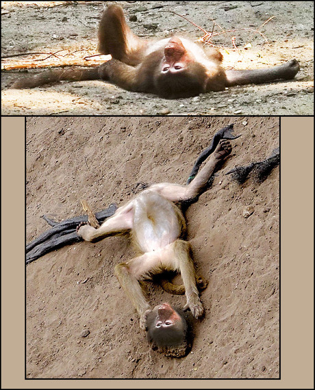 zó...............................