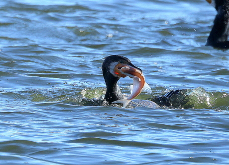 aalscholver met prooi