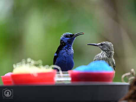 Roodpootsuikervogel stelletje