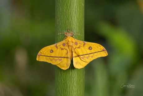 Japanse eikenzijde vlinder -Antheraea yamamai-