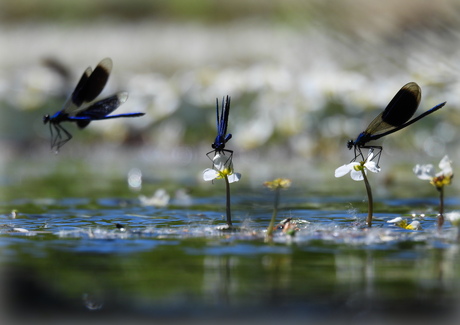 Beweging boven het water