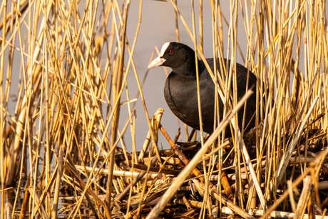 meerkoet op nest