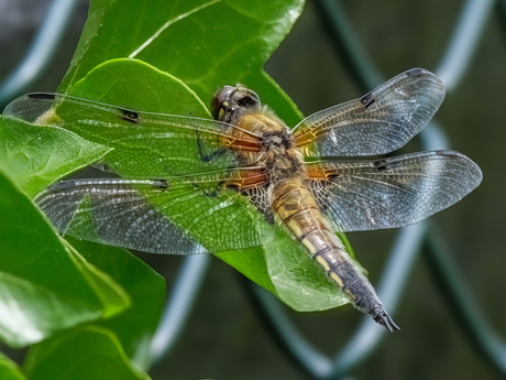 IBIS -  In-Body Image Stabilization