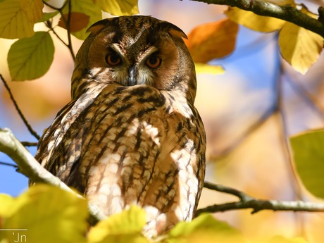 Ransuil verstopt in de herfstkleurige bladeren.