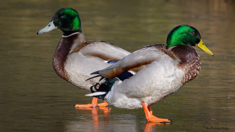 Woerd Jr en Sr op het ijs