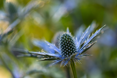 Eryngium