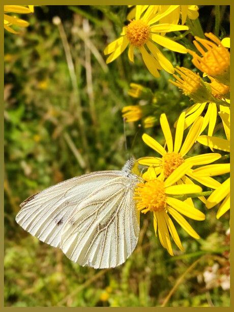 Pieris napi