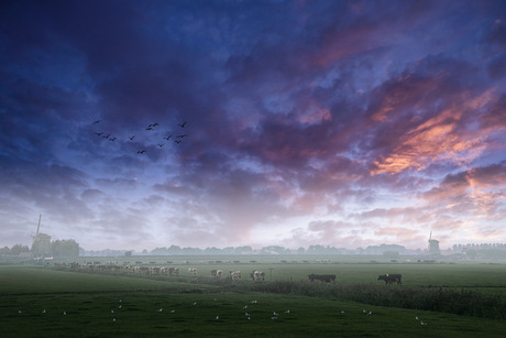 March of the cows