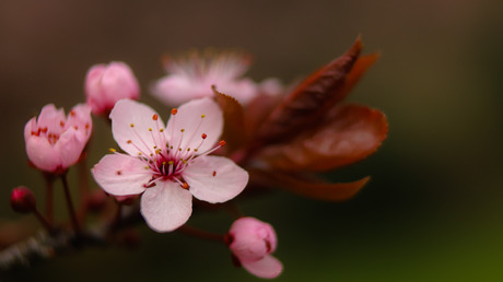 Roze bloesem