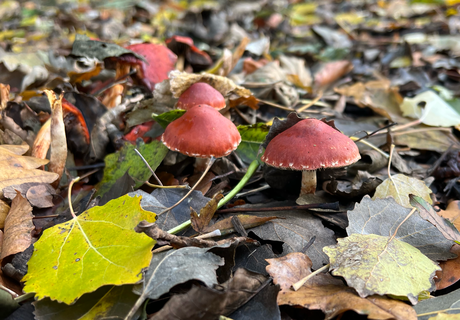 Oranjerode Stropharia