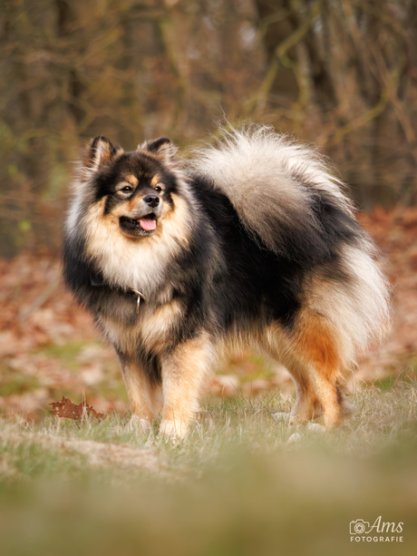 Max