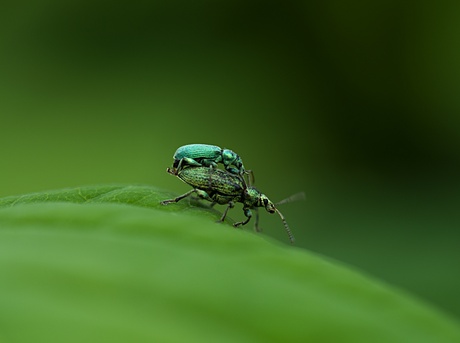 spring maar achterop  bij mij 