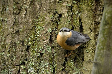 Kleverig in Evenwicht