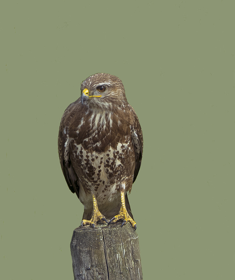 Buizerd