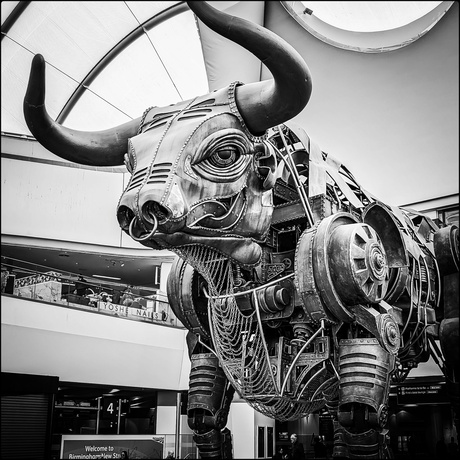 Ozzy the bull