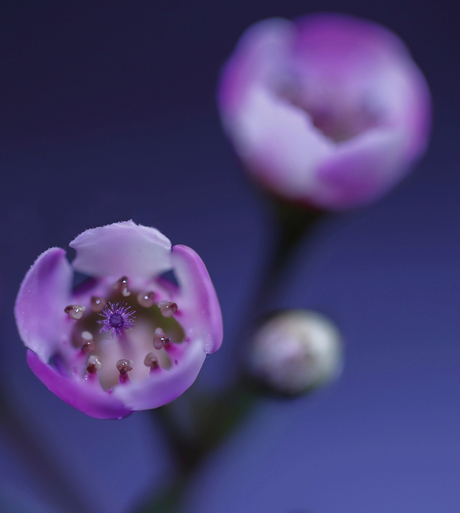 Macro Bloemen