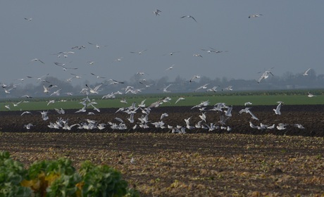 Ploegen en het eten word opgediend