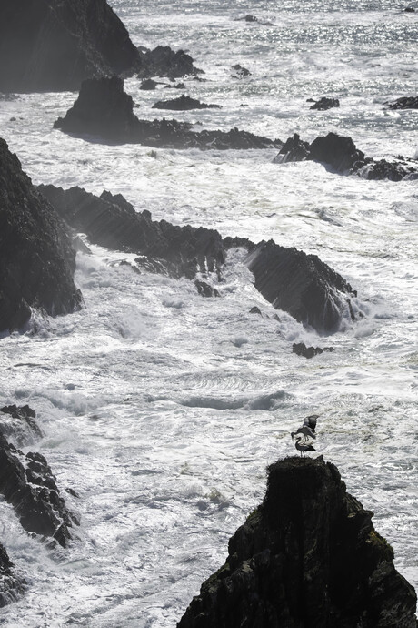 Ooievaars aan de Spaanse kust